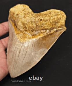 Serrated, 5.26 Fossil Megalodon Tooth Java, Indonesia