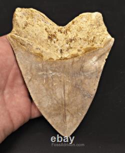 Serrated, 5.26 Fossil Megalodon Tooth Java, Indonesia