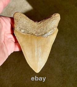 Serrated 5 Megalodon Shark Tooth Fossil NO RESTORATION, NO REPAIR, 100% Natural