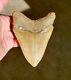 Serrated 5 Megalodon Shark Tooth Fossil No Restoration, No Repair, 100% Natural