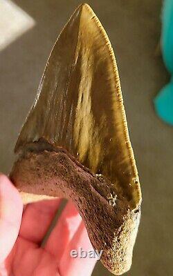 Serrated 5 Megalodon Shark Tooth Fossil NO RESTORATION, NO REPAIR, 100% Natural