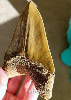 Serrated 5 Megalodon Shark Tooth Fossil NO RESTORATION, NO REPAIR, 100% Natural