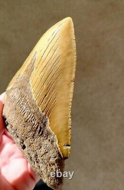 Serrated 5 Megalodon Shark Tooth Fossil NO RESTORATION, NO REPAIR, 100% Natural