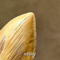 Serrated 5 Megalodon Shark Tooth Fossil NO RESTORATION, NO REPAIR, 100% Natural