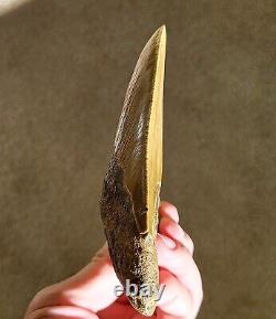 Serrated 5 Megalodon Shark Tooth Fossil NO RESTORATION, NO REPAIR, 100% Natural