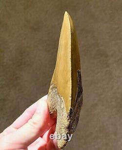 Serrated 5 Megalodon Shark Tooth Fossil NO RESTORATION, NO REPAIR, 100% Natural