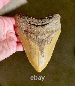 Serrated 5 Megalodon Shark Tooth Fossil NO RESTORATION, NO REPAIR, 100% Natural