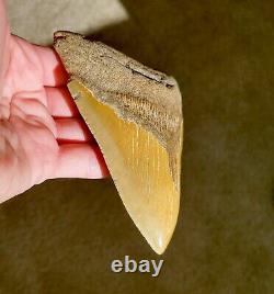 Serrated 5 Megalodon Shark Tooth Fossil NO RESTORATION, NO REPAIR, 100% Natural