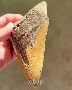 Serrated 5 Megalodon Shark Tooth Fossil NO RESTORATION, NO REPAIR, 100% Natural