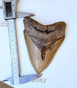 Serrated 5 Megalodon Shark Tooth Fossil NO RESTORATION, NO REPAIR, 100% Natural