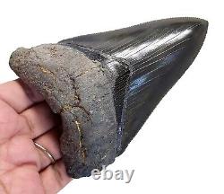 Serrated Megalodon Shark Tooth Gorgeous 4.35 Real Fossil & No Restoration