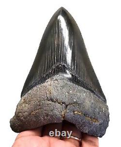 Serrated Megalodon Shark Tooth Gorgeous 4.35 Real Fossil & No Restoration