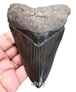 Serrated Megalodon Shark Tooth Gorgeous 4.35 Real Fossil & No Restoration