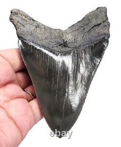 Serrated Megalodon Shark Tooth Gorgeous 4.35 Real Fossil & No Restoration