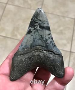 Serration Bite Scuffed & Nicely Flared Out Lower Megalodon Sharktooth Fossil