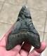 Serration Bite Scuffed & Nicely Flared Out Lower Megalodon Sharktooth Fossil