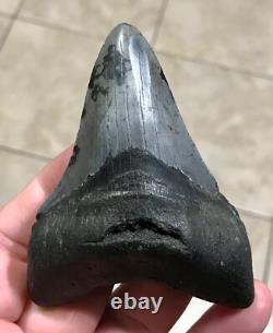 Serration Bite Scuffed & Nicely Flared Out Lower Megalodon Sharktooth Fossil