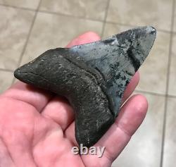 Serration Bite Scuffed & Nicely Flared Out Lower Megalodon Sharktooth Fossil
