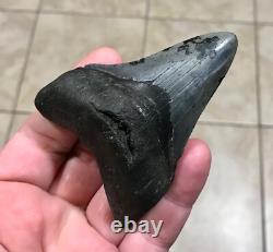 Serration Bite Scuffed & Nicely Flared Out Lower Megalodon Sharktooth Fossil