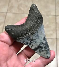 Serration Bite Scuffed & Nicely Flared Out Lower Megalodon Sharktooth Fossil