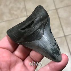 Serration Bite Scuffed & Nicely Flared Out Lower Megalodon Sharktooth Fossil