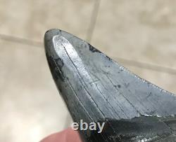 Serration Bite Scuffed & Nicely Flared Out Lower Megalodon Sharktooth Fossil