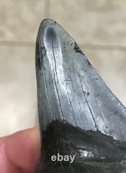 Serration Bite Scuffed & Nicely Flared Out Lower Megalodon Sharktooth Fossil