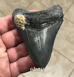 Serration Brushed 3.7 x 2.73 Megalodon Shark Tooth Fossil SEE ALL PICS