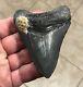 Serration Brushed 3.7 X 2.73 Megalodon Shark Tooth Fossil See All Pics