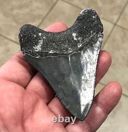 Serration Brushed 3.7 x 2.73 Megalodon Shark Tooth Fossil SEE ALL PICS