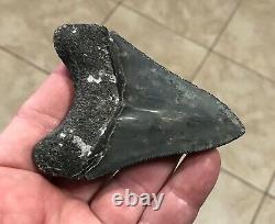 Serration Brushed 3.7 x 2.73 Megalodon Shark Tooth Fossil SEE ALL PICS