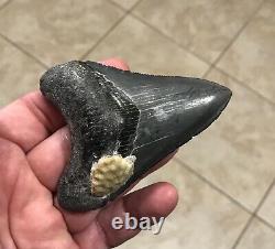 Serration Brushed 3.7 x 2.73 Megalodon Shark Tooth Fossil SEE ALL PICS