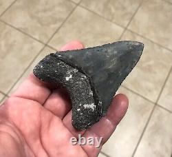 Serration Brushed 3.7 x 2.73 Megalodon Shark Tooth Fossil SEE ALL PICS