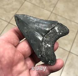 Serration Brushed 3.7 x 2.73 Megalodon Shark Tooth Fossil SEE ALL PICS