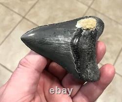 Serration Brushed 3.7 x 2.73 Megalodon Shark Tooth Fossil SEE ALL PICS