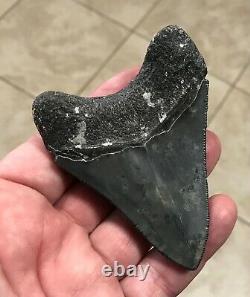 Serration Brushed 3.7 x 2.73 Megalodon Shark Tooth Fossil SEE ALL PICS