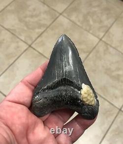 Serration Brushed 3.7 x 2.73 Megalodon Shark Tooth Fossil SEE ALL PICS