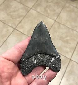 Serration Brushed 3.7 x 2.73 Megalodon Shark Tooth Fossil SEE ALL PICS