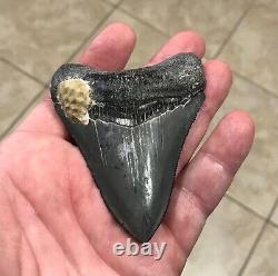 Serration Brushed 3.7 x 2.73 Megalodon Shark Tooth Fossil SEE ALL PICS