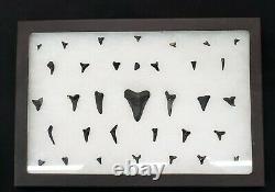 Set of 34 Prehistoric Megalodon Shark Teeth Various Sizes & Glass Display Case