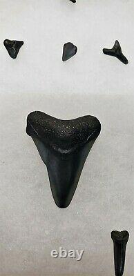 Set of 34 Prehistoric Megalodon Shark Teeth Various Sizes & Glass Display Case