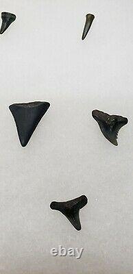 Set of 34 Prehistoric Megalodon Shark Teeth Various Sizes & Glass Display Case