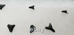 Set of 34 Prehistoric Megalodon Shark Teeth Various Sizes & Glass Display Case