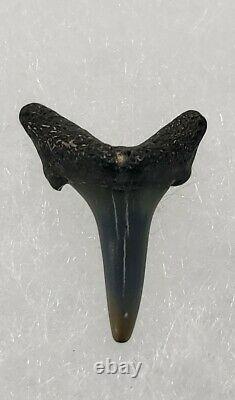 Set of 34 Prehistoric Megalodon Shark Teeth Various Sizes & Glass Display Case