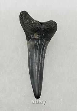 Set of 34 Prehistoric Megalodon Shark Teeth Various Sizes & Glass Display Case