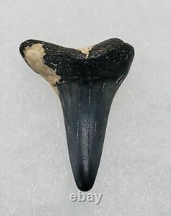 Set of 34 Prehistoric Megalodon Shark Teeth Various Sizes & Glass Display Case