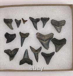 Shark Tooth Collection Fossil Lot from Charleston SC (Mako, Hemi, Benedini, etc)