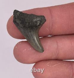Shark Tooth Collection Fossil Lot from Charleston SC (Mako, Hemi, Benedini, etc)
