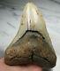 Shark Tooth, Megalodon Shark Tooth Fossil, 5.03, No Repair