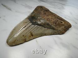 Shark Tooth, Megalodon Shark Tooth Fossil, 5.03, No repair